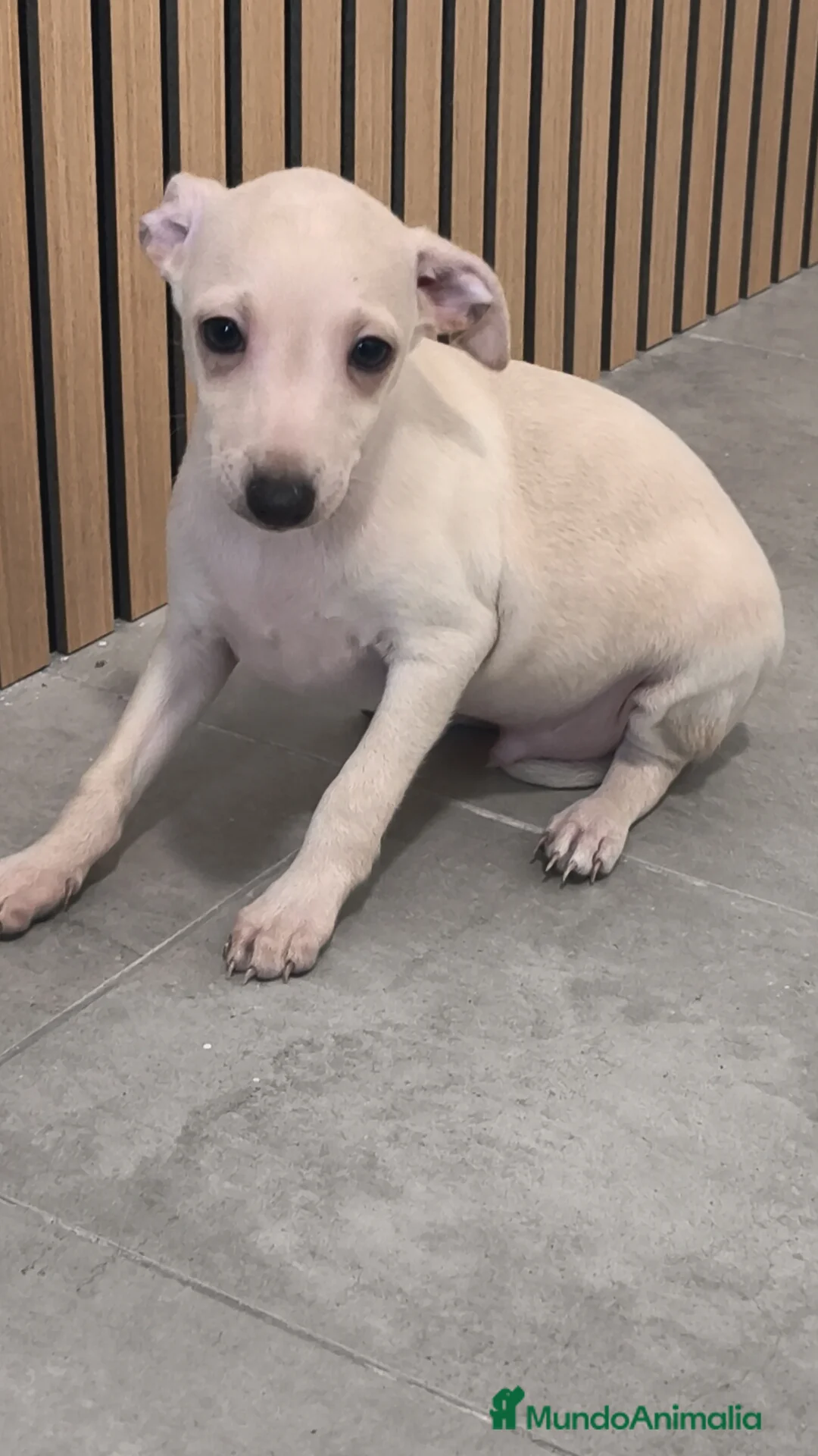Pequeño Lebrel Italiano perros en venta: Pequeño Lebrel Italiano Piccolo Galgo Italiano  - Anuncio 16