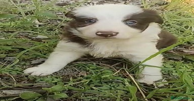 Border Collie perros - Propaganda 3