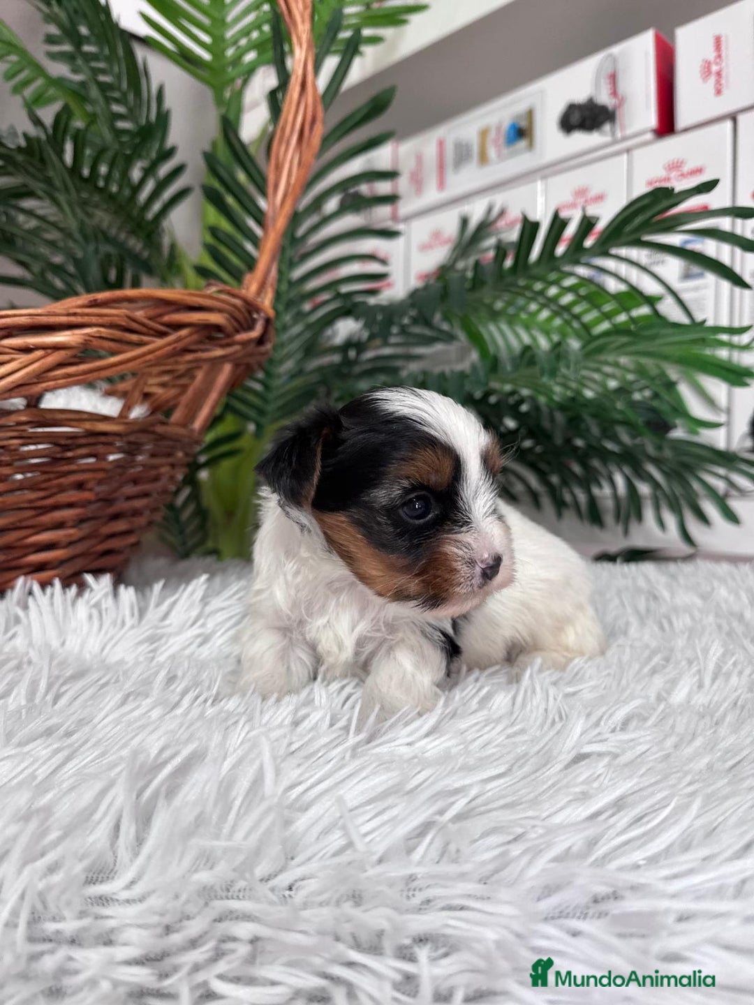 Yorkshire Terrier perros en venta: YORKSHIRE BIEWER - Anuncio 11