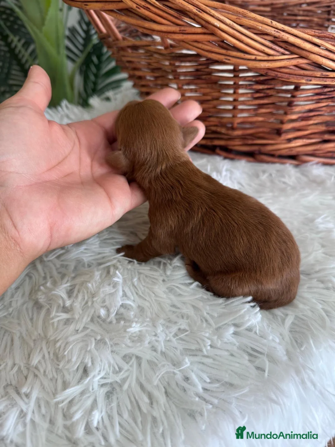 Maltipoo perros en venta: MALTIPOO - Anuncio 2