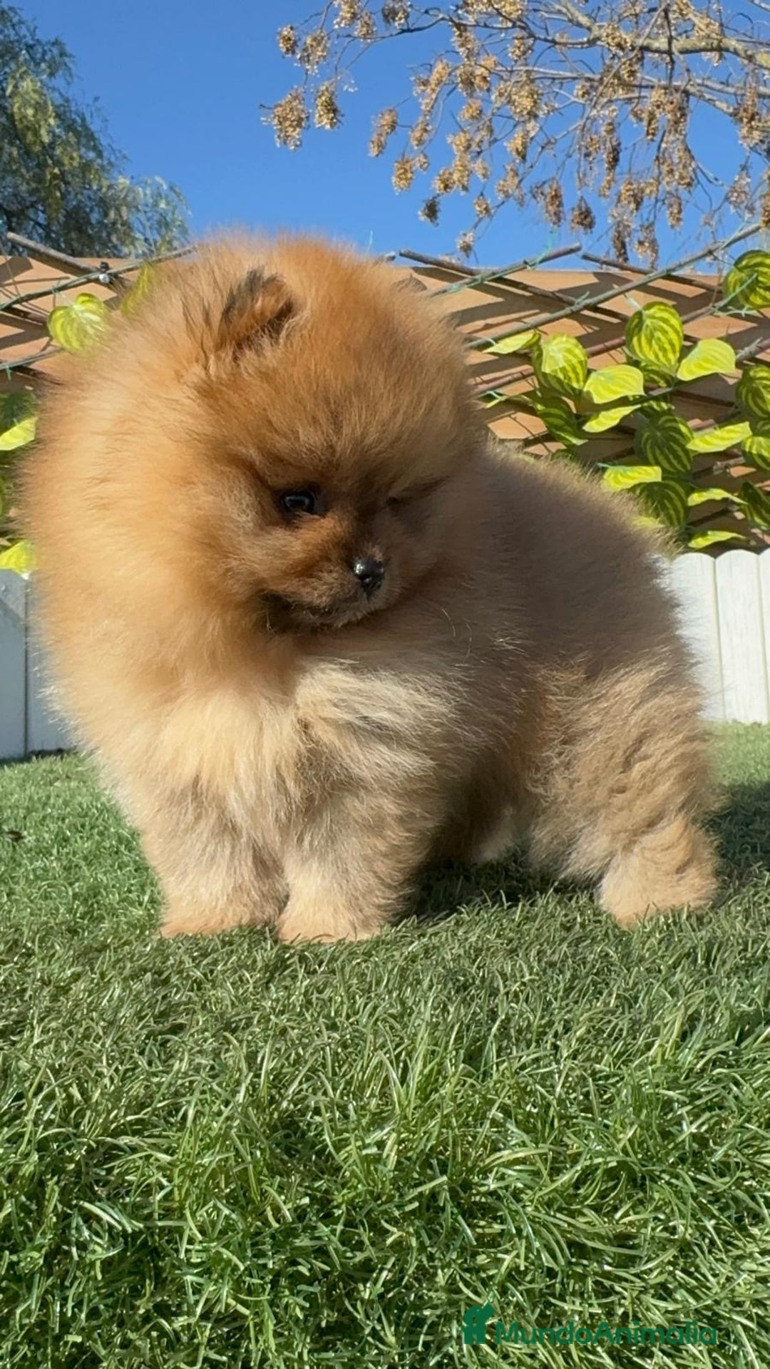 Pomerania perros en venta: POMERANIA HEMBRA CARA DE OSO - Anuncio 18
