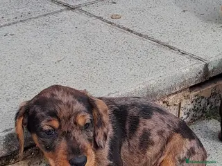 Teckel perros Teckel - Anuncio 13