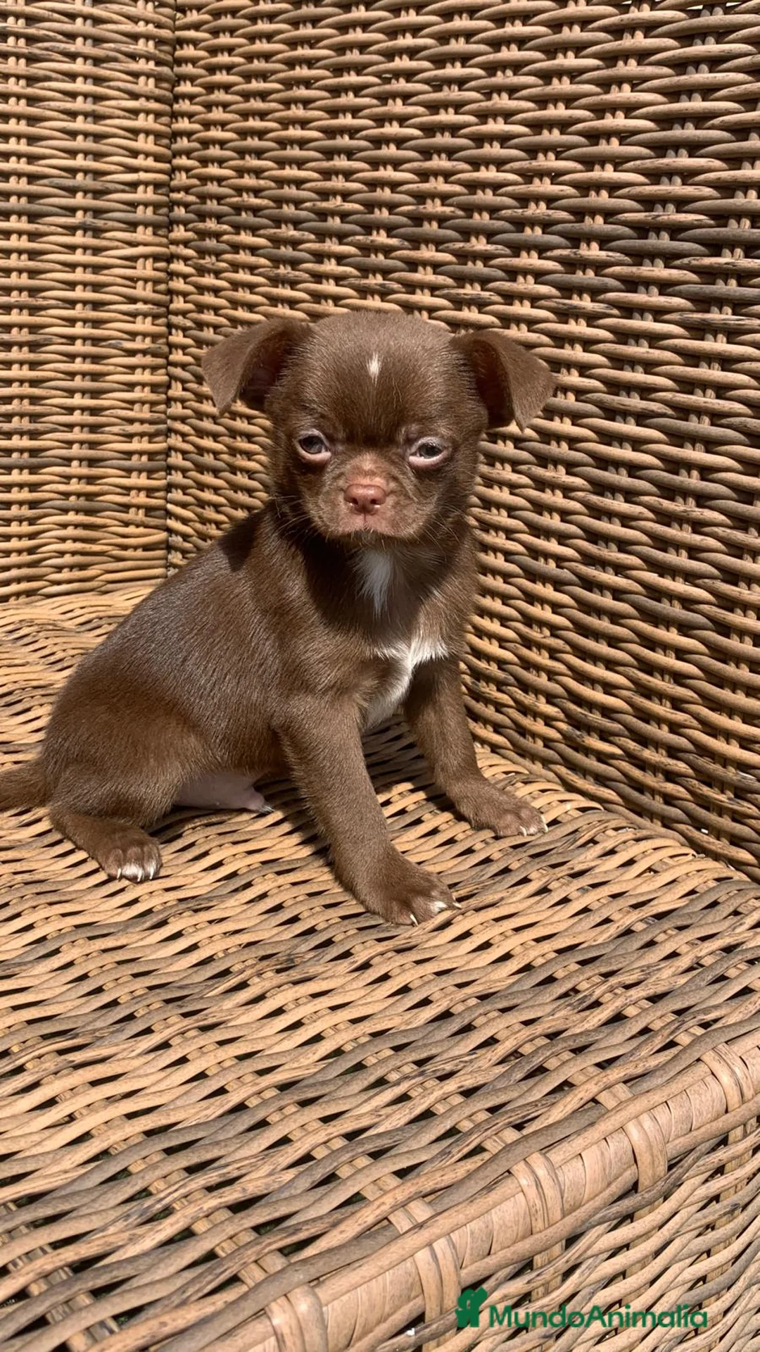 Chihuahua perros en venta: Chihuahuas  en Illes Balears - Anuncio 8