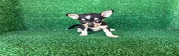 Chihuahua perros en venta: chihuahua - Anuncio 1