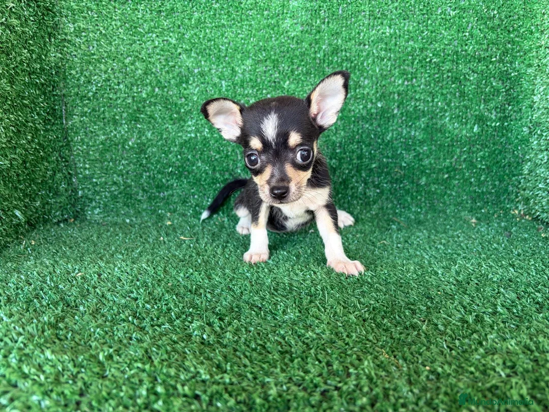 Chihuahua perros en venta: chihuahua - Anuncio 1