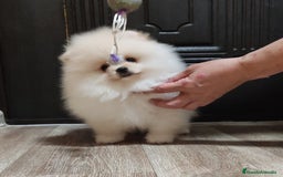 Pomerania perros en venta: Hembrita mini F.C.I línea rusa  - Imagen 1