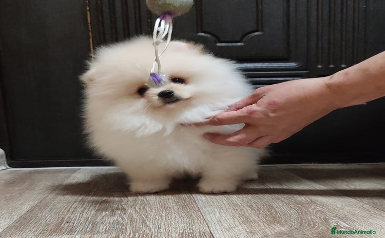 Pomerania perros - Anuncio 1