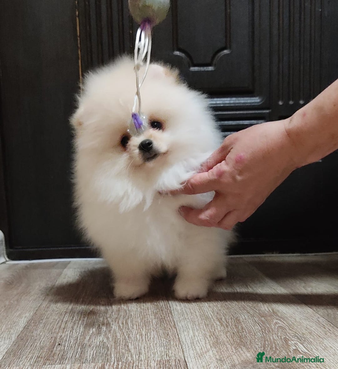 Pomerania perros en venta: Hembrita mini F.C.I línea rusa  - Imagen 1
