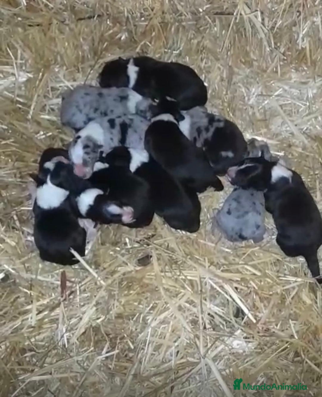 Border Collie perros en venta: Border collie nueva camada  - Anuncio 8