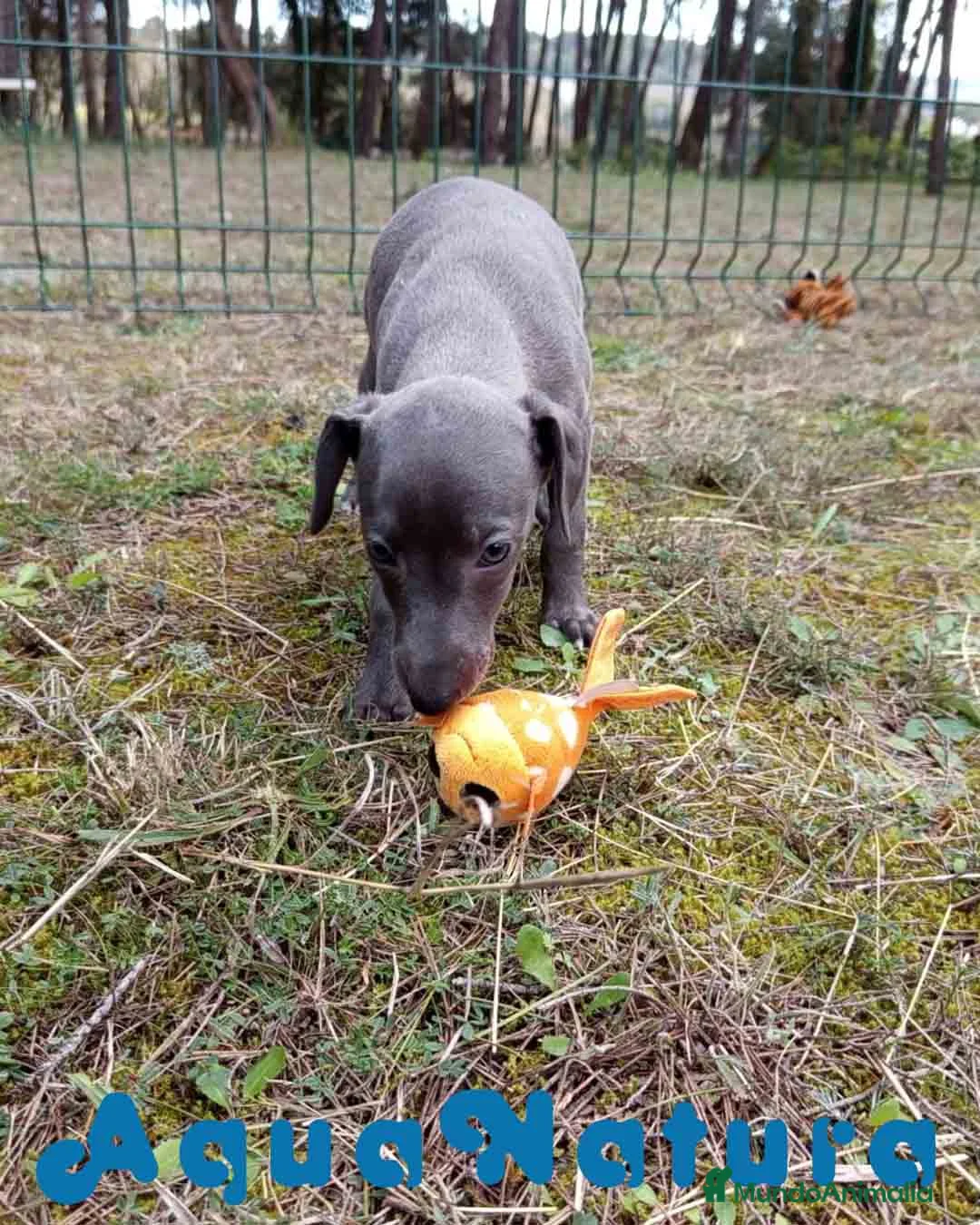 Pequeño Lebrel Italiano perros en venta: Lebrel Italiano Hembra 2 de AB y Omega AQUANATURA - Anuncio 10