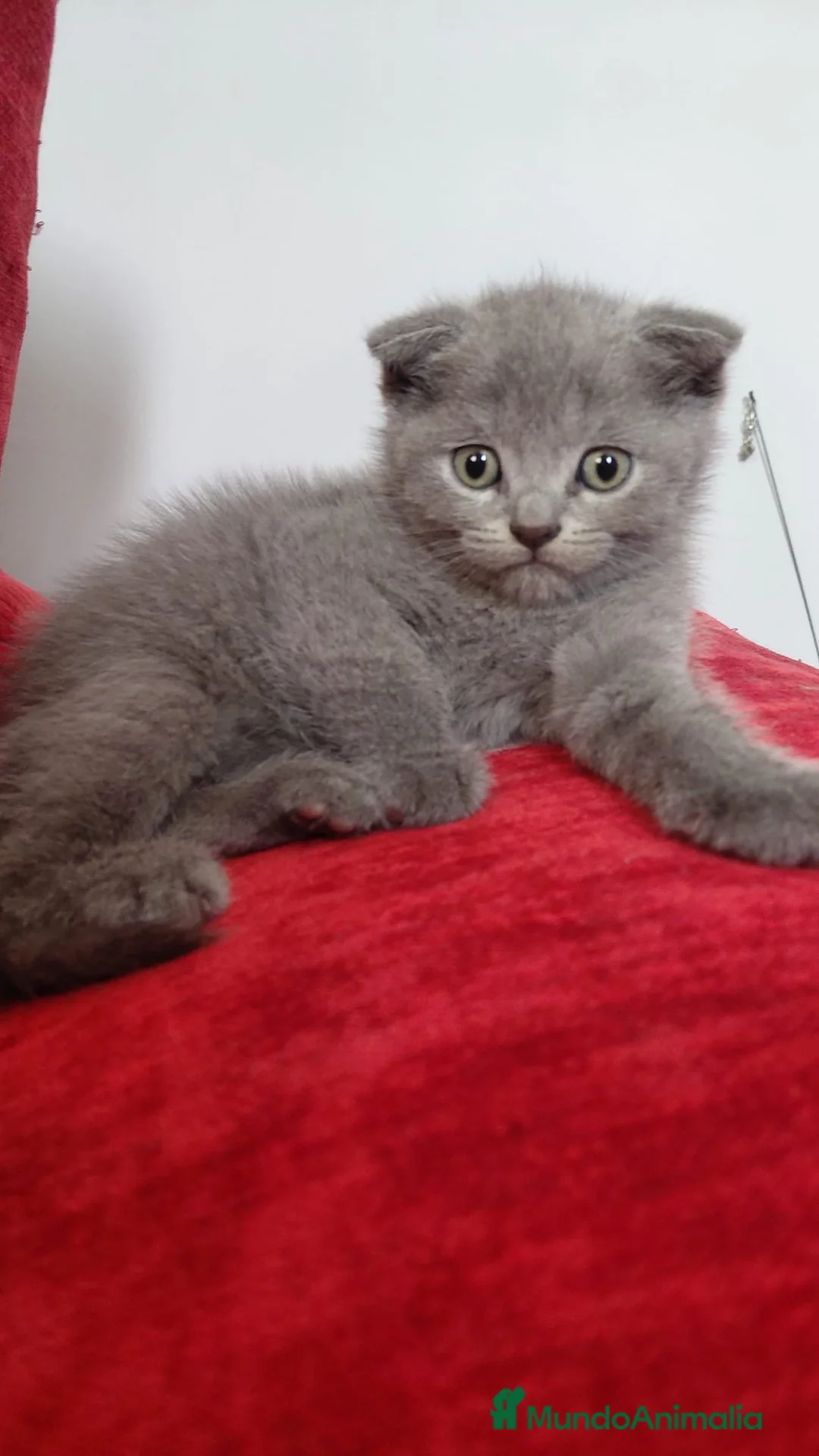 Scottish Fold gatos en venta: Scottish Fold 641387649 - Anuncio 1