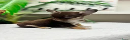 Chihuahua perros en venta: CHIHUAHUA CHOCOLATE - Anuncio 22