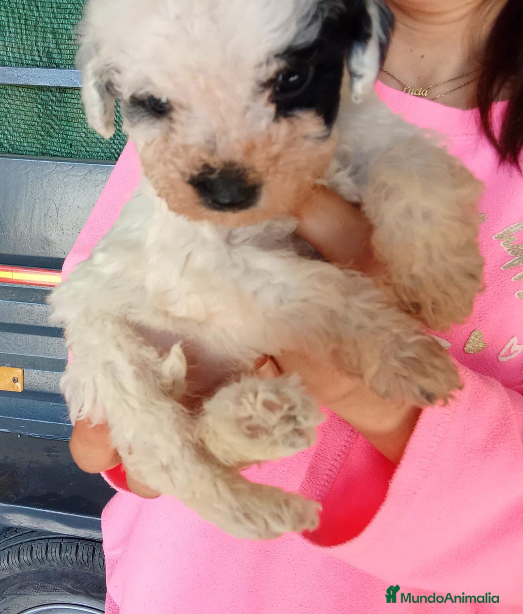 Perro de Agua Español perros en venta: Perros de agua  - Anuncio 2