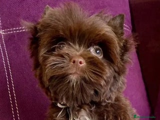 Yorkshire Terrier perros - Anuncio 22