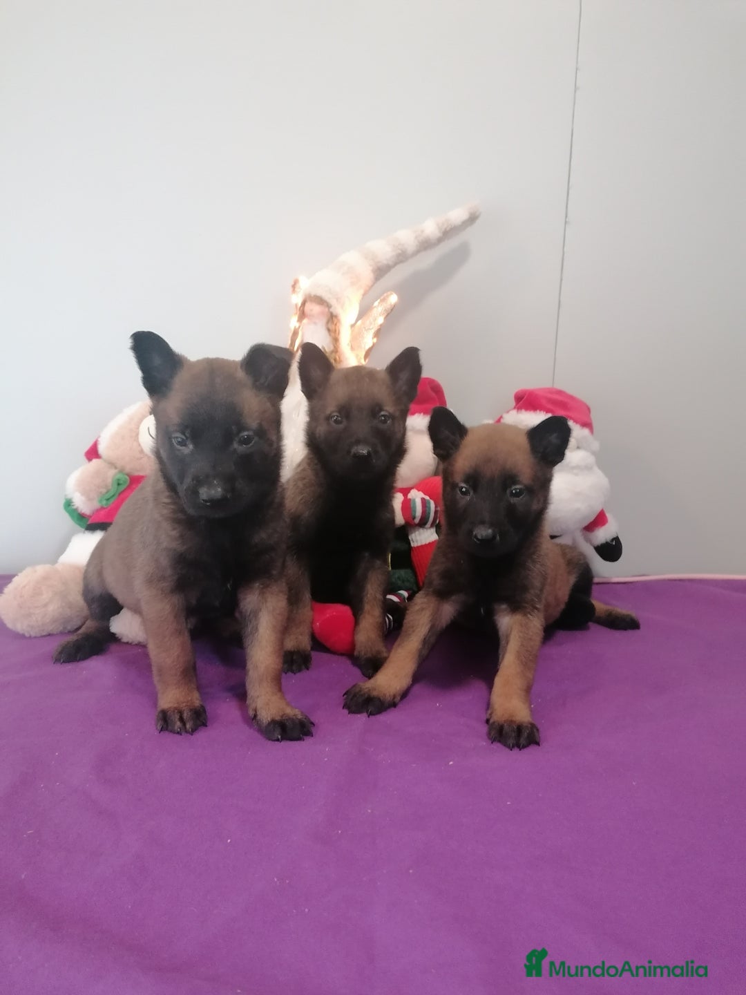 Pastor Belga Malinois perros en venta: Pastor belga molinois - Anuncio 1