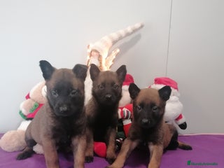 Pastor Belga Malinois perros Pastor belga molinois - Anuncio 1