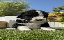 Perro de Agua Español perros en venta: PERRO DE AGUA RABON - Imagen 9