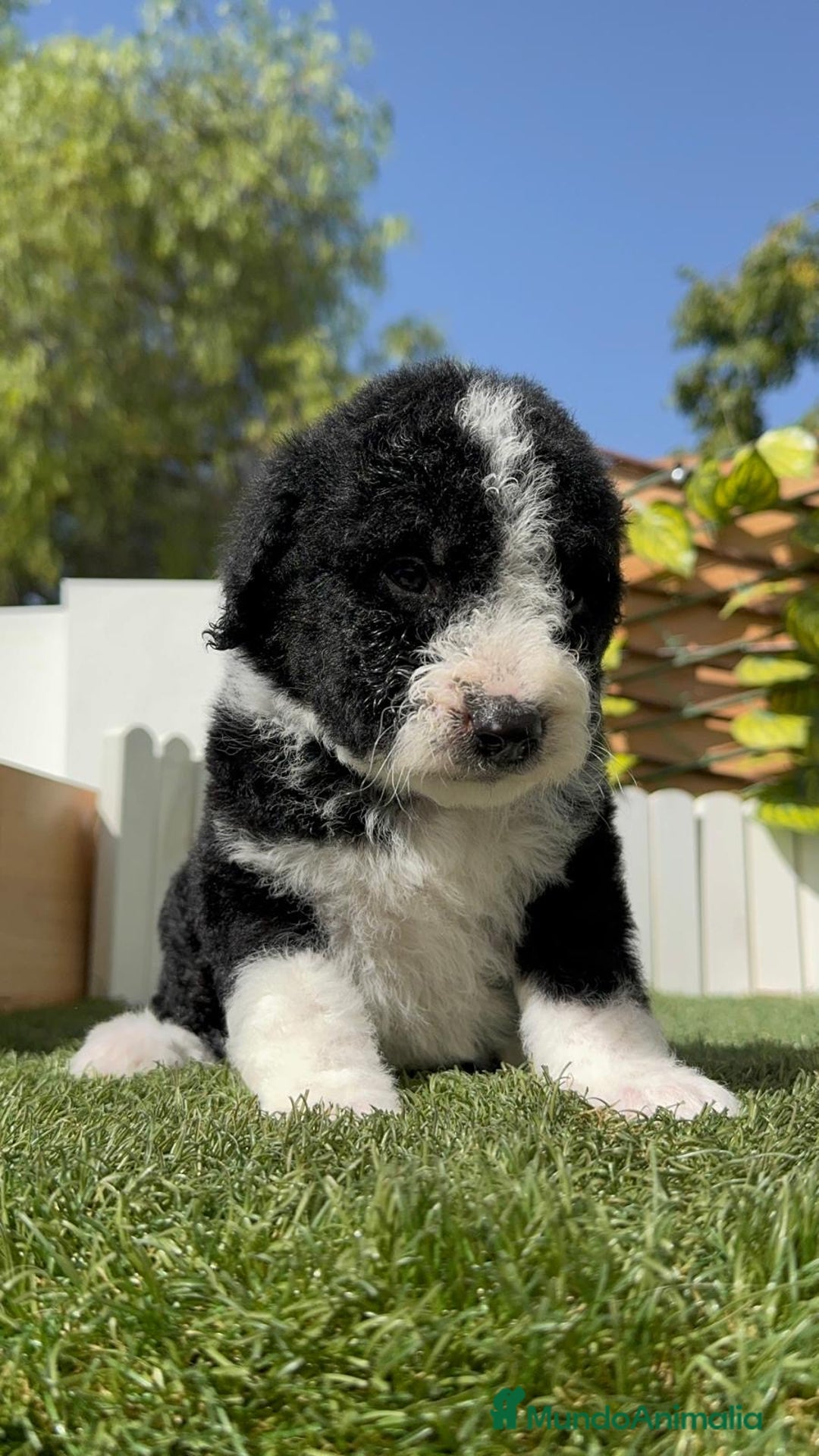 Perro de Agua Español perros en venta: PERRO DE AGUA RABON - Imagen 9