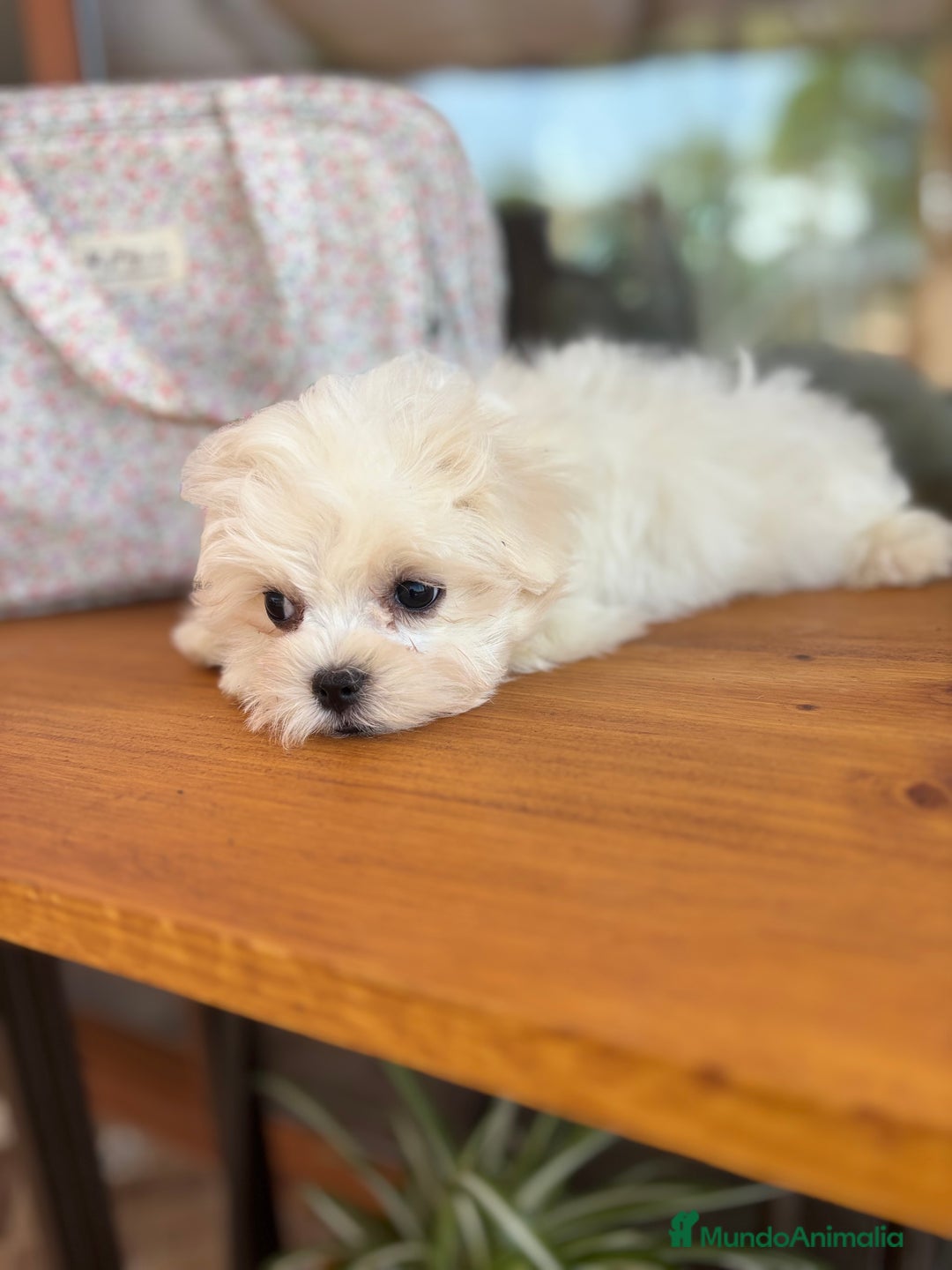 Bichón Maltés perros en venta: Bichon Maltés cachorro disponible  - Imagen 4