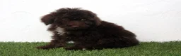 Perro de Agua Español perros en venta: Perro de Agua Español - Anuncio 15