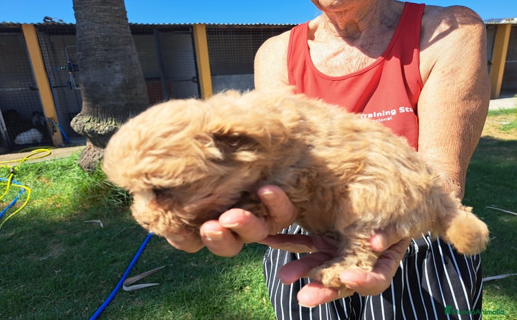 Maltipoo perros - Propaganda 11