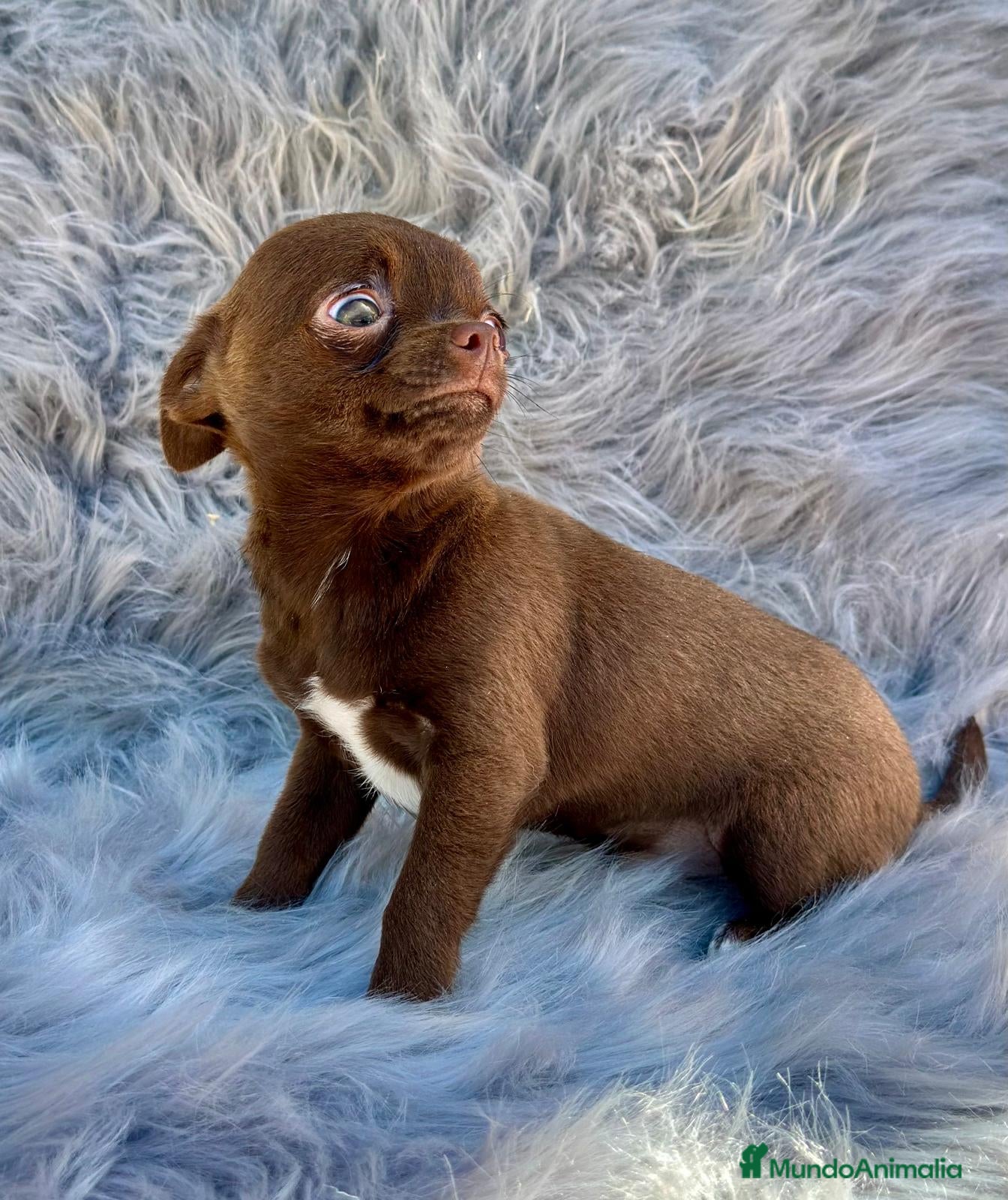 Chihuahua perros CHIHUAHUA RUSO CHOCOLATE EXÓTICO  en Barcelona - Anuncio 5