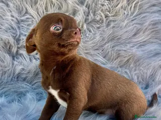 Chihuahua perros CHIHUAHUA RUSO CHOCOLATE EXÓTICO en Barcelona - Anuncio 8