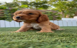 Cocker Spaniel Inglés perros en venta: COCKER SPANIEL INGLES - Imagen 4