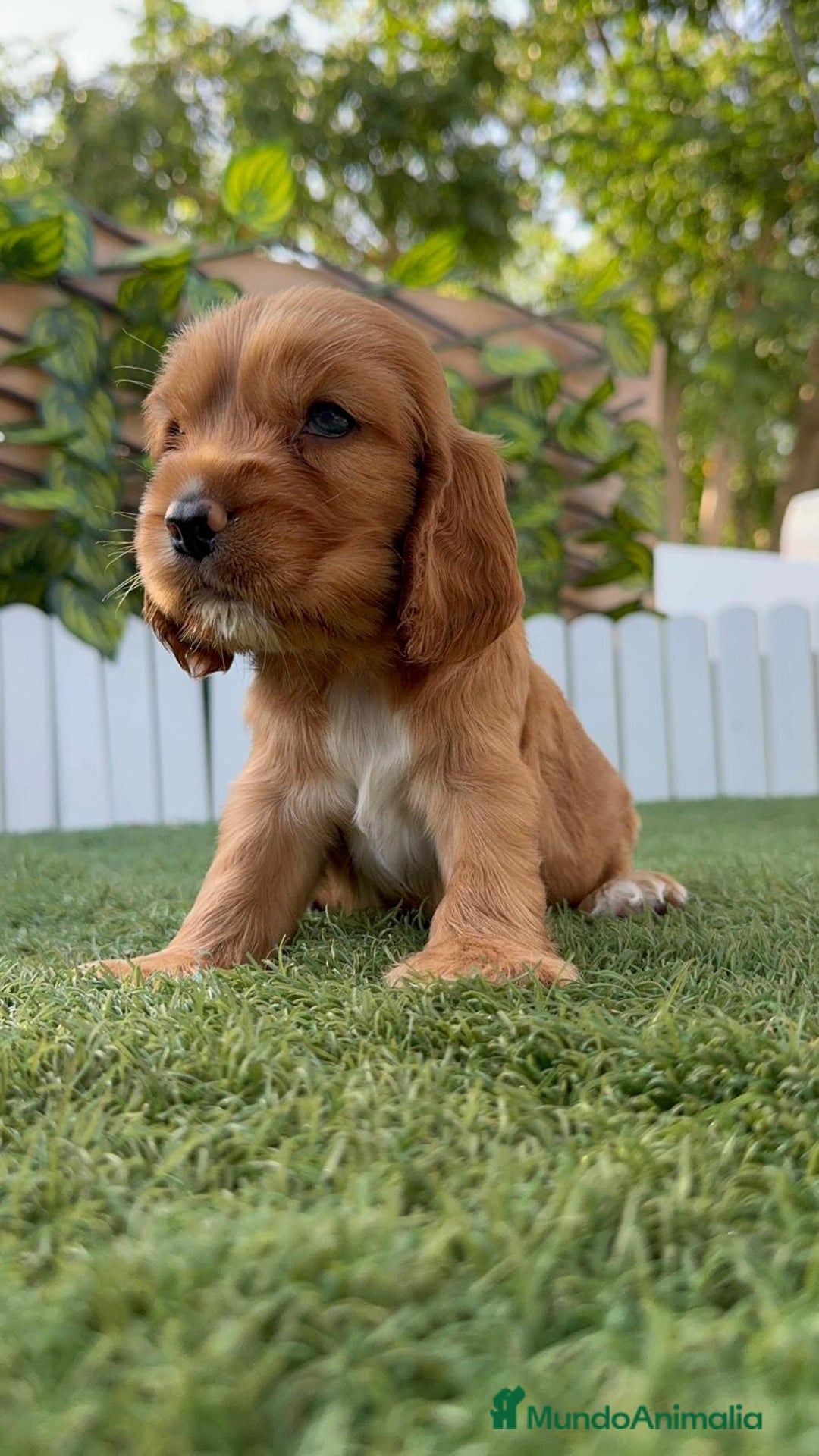 Cocker Spaniel Inglés perros en venta: COCKER SPANIEL INGLES - Imagen 4