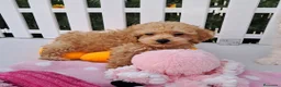 Caniche Toy perros en venta: Bebés Caniches Toy Machos  - Anuncio 4