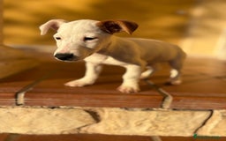 Jack Russell Terrier perros en venta: Cachorros de Jack russell  - Anuncio 8