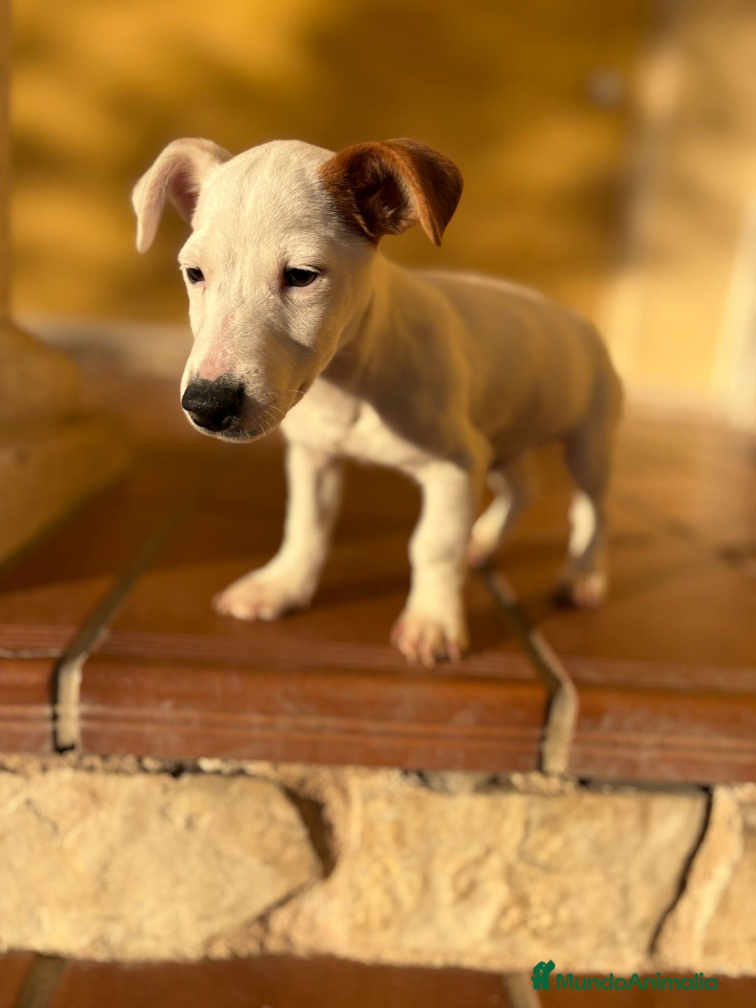 Jack Russell Terrier perros en venta: Cachorros de Jack russell  - Anuncio 8