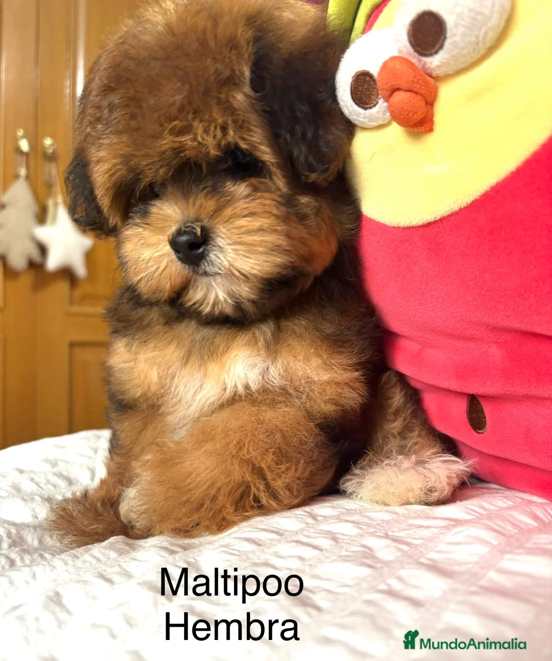 Maltipoo perros en venta: Maltipoo exclusiva por sus tonalidades!! - Anuncio 2