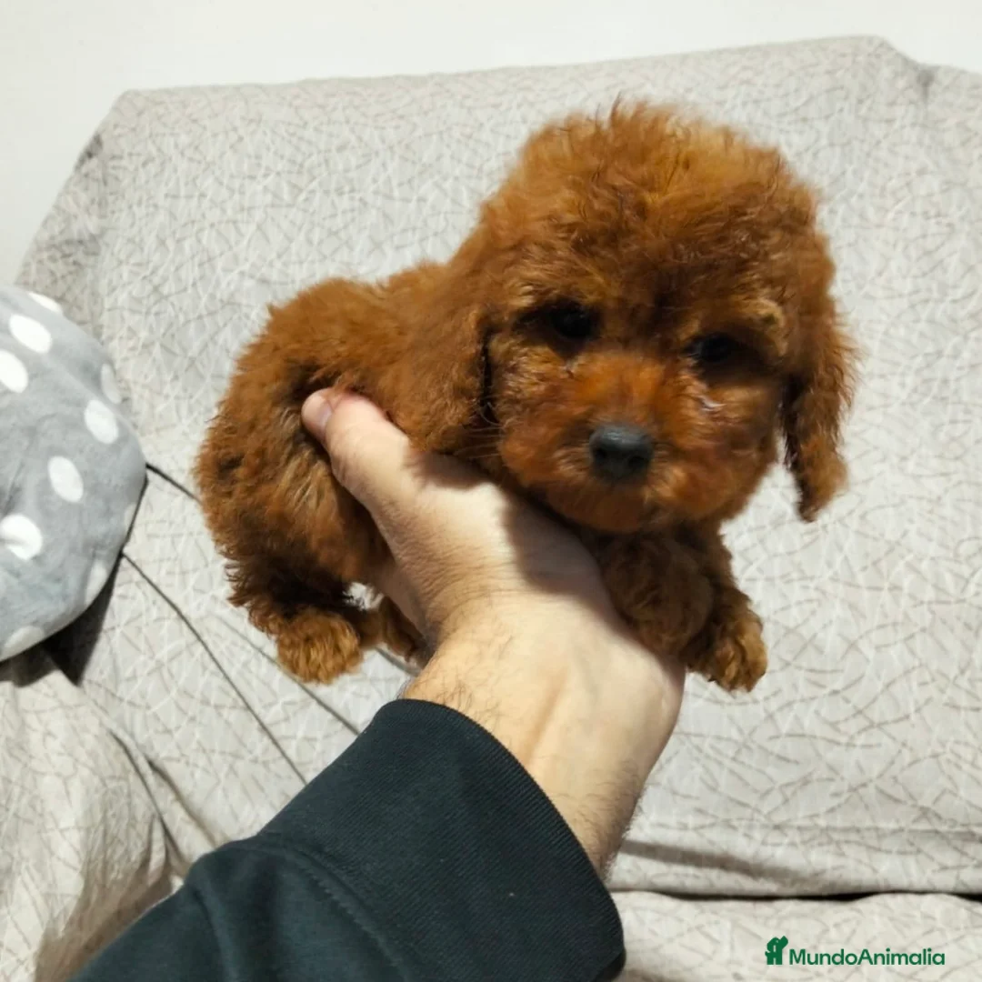 Caniche Toy perros en venta: Caniche Rojo  - Anuncio 3