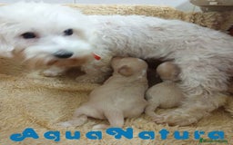 Raza Mixta perros en venta:  Camada Havapoo de Kusita 1 y Alejo AQUANATURA - Imagen 7