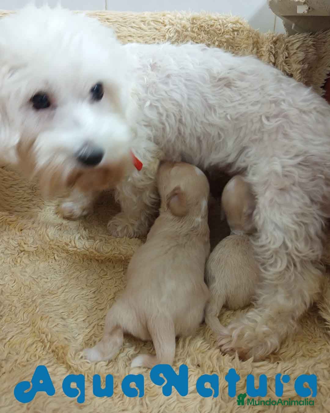 Raza Mixta perros en venta:  Camada Havapoo de Kusita 1 y Alejo AQUANATURA - Imagen 7
