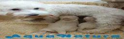 Raza Mixta perros en venta:  Camada Havapoo de Kusita 1 y Alejo AQUANATURA - Anuncio 7
