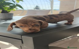 Teckel Miniatura perros en venta: Teckel mini exóticos, arlequín, pielbad, chocolate - Imagen 4