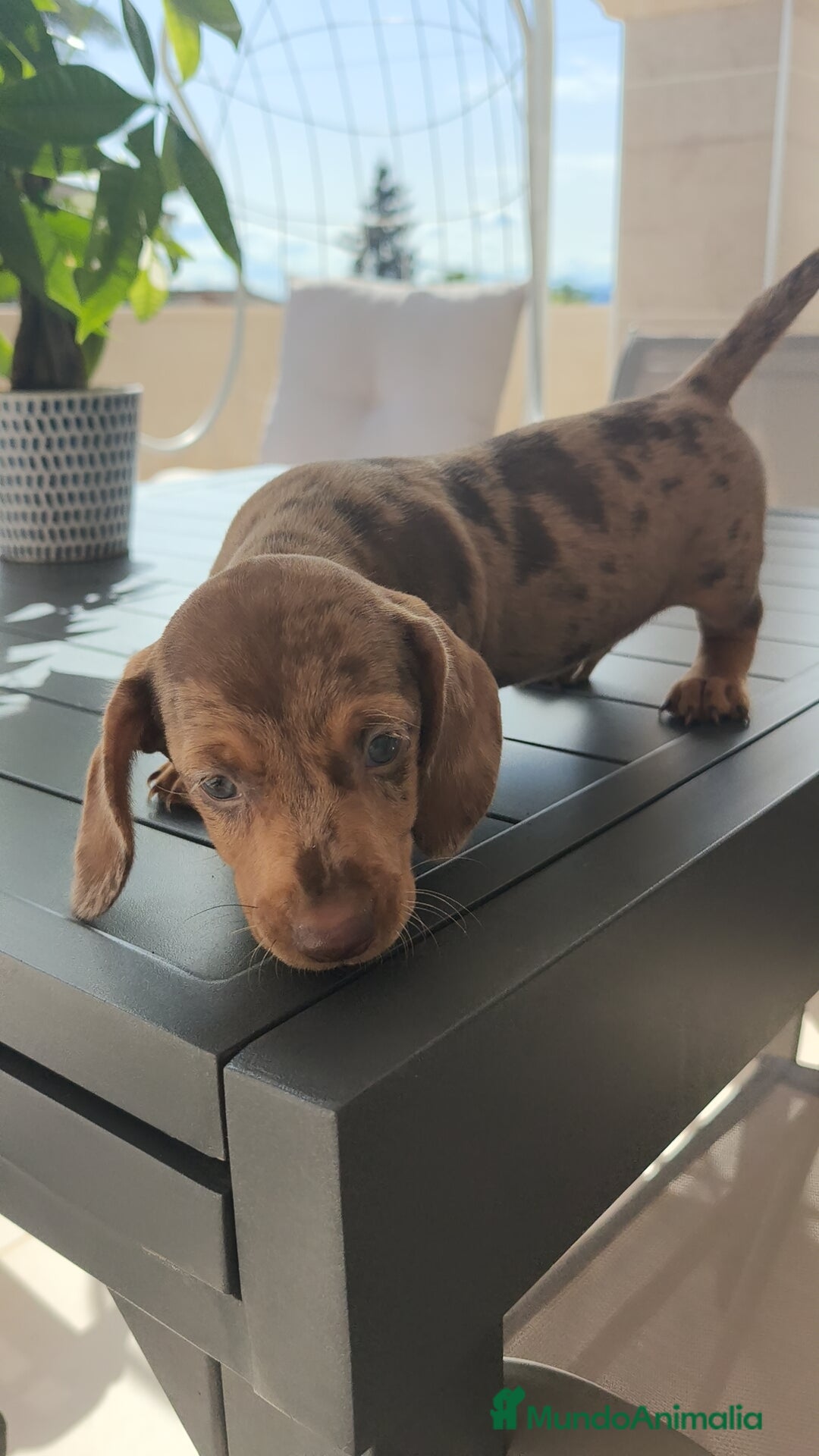 Teckel Miniatura perros en venta: Teckel mini exóticos, arlequín, pielbad, chocolate - Imagen 4