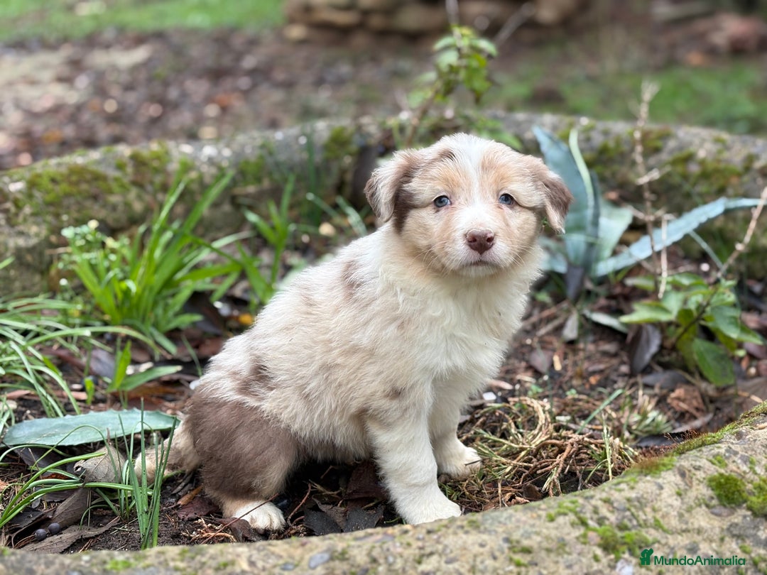 Border Collie perros en venta: 🐾 Border Collie exclusivos 🐾 - Anuncio 3
