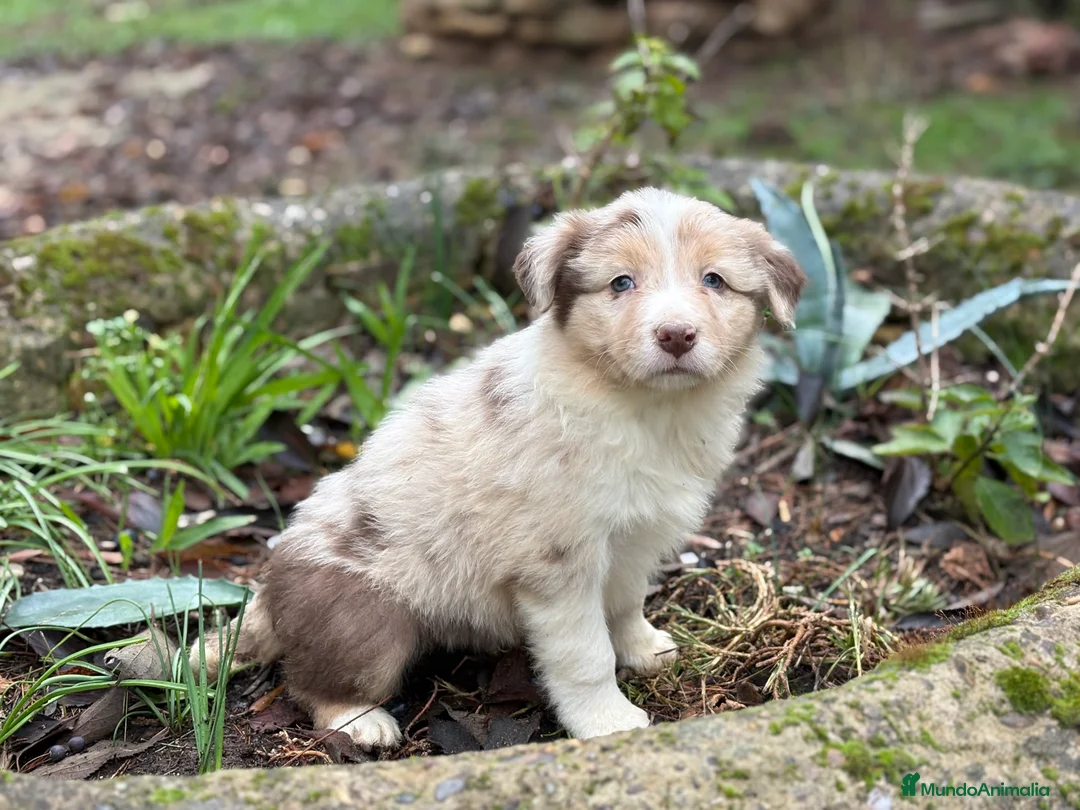 Border Collie perros en venta: 🐾 Border Collie exclusivos 🐾 - Anuncio 5