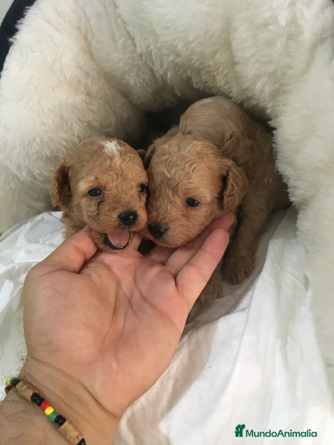 Maltipoo perros en venta: MALTIPOO GRAN CALIDAD  - Imagen 2