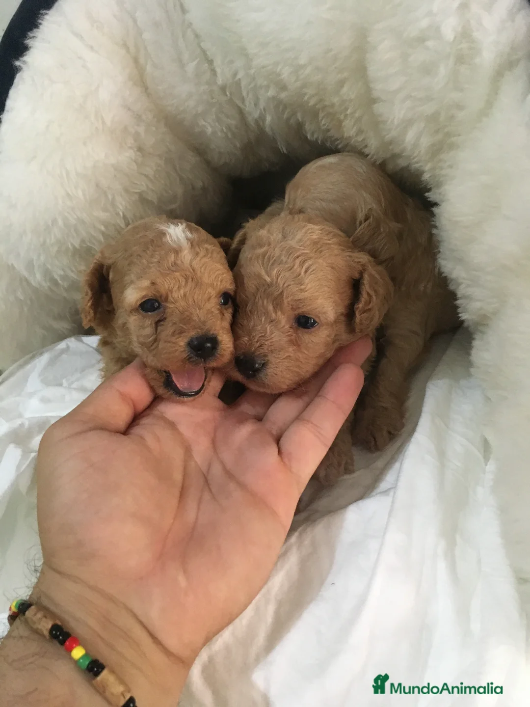 Maltipoo perros en venta: MALTIPOO GRAN CALIDAD  - Anuncio 2