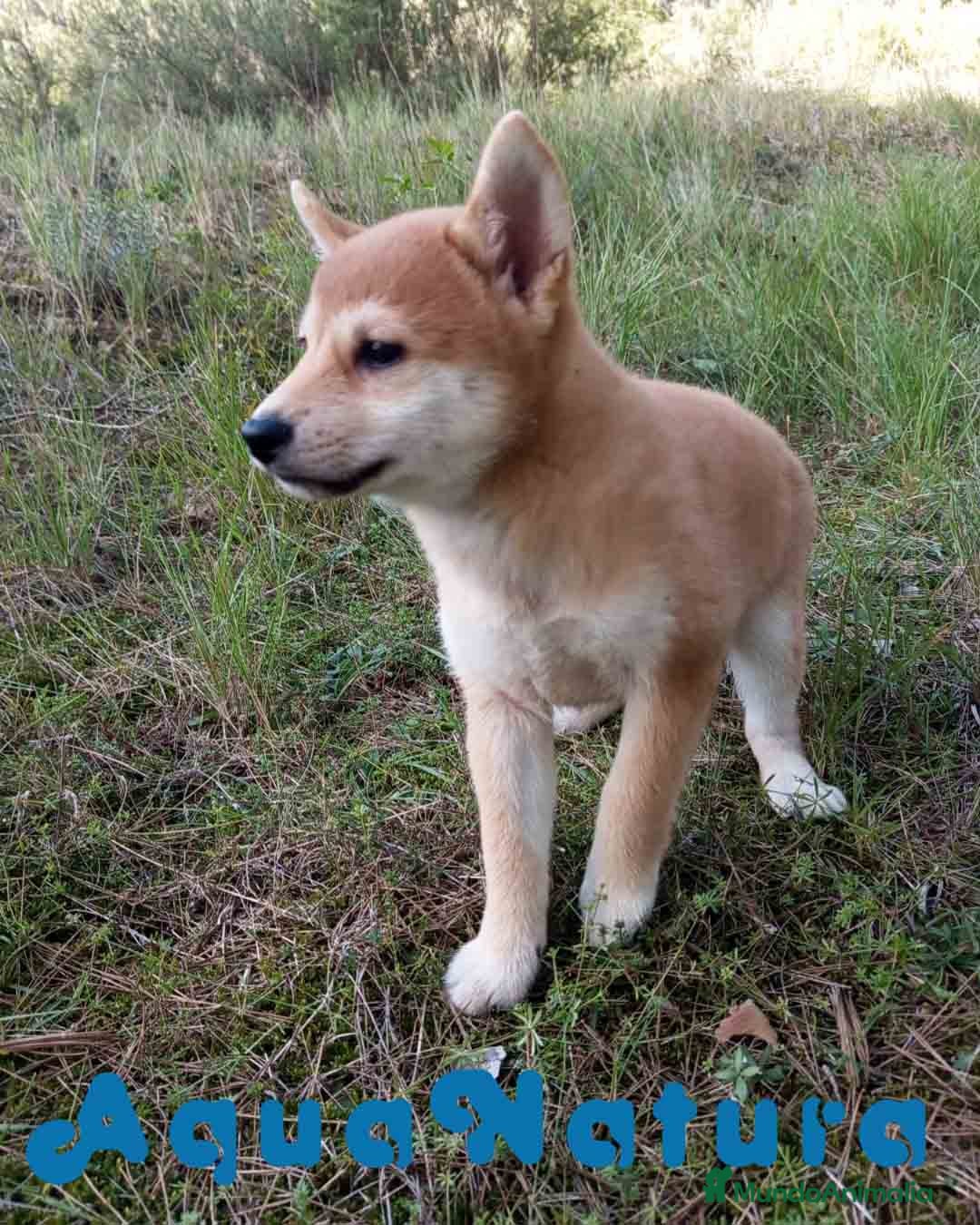 Shiba Inu perros Shiba Inu Hembra de Alba y Simbad 1722 AQUANATURA - Anuncio 2