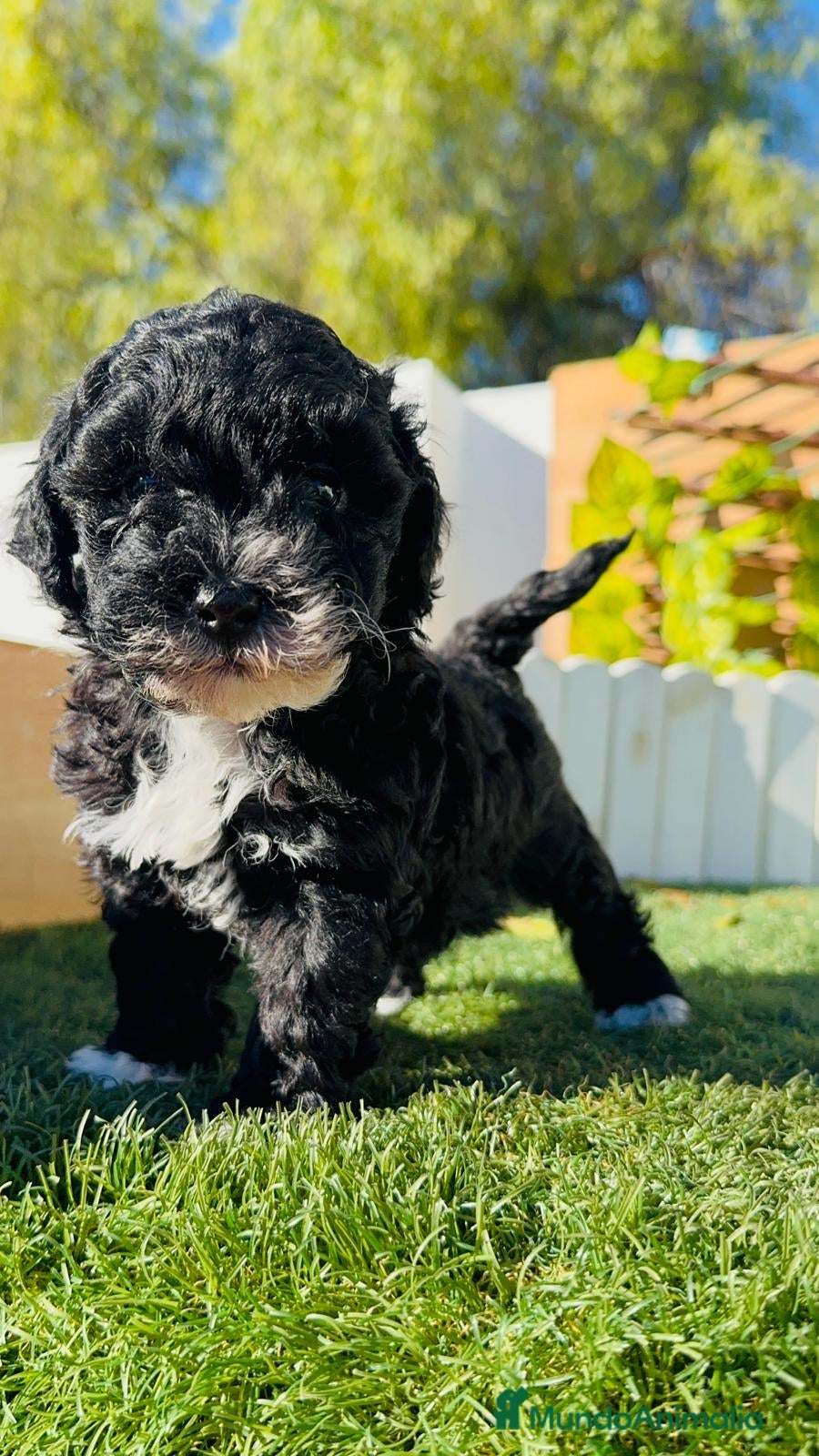 Caniche Toy perros CANICHE TOY HEMBRA - Anuncio 8