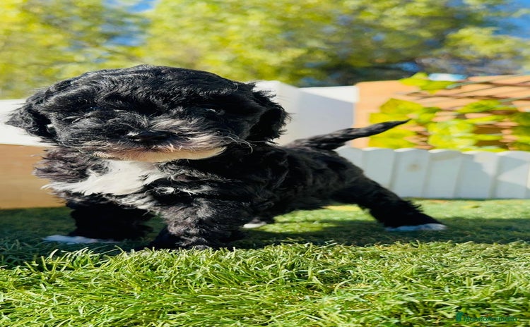 Caniche Toy perros CANICHE TOY HEMBRA - Anuncio 1