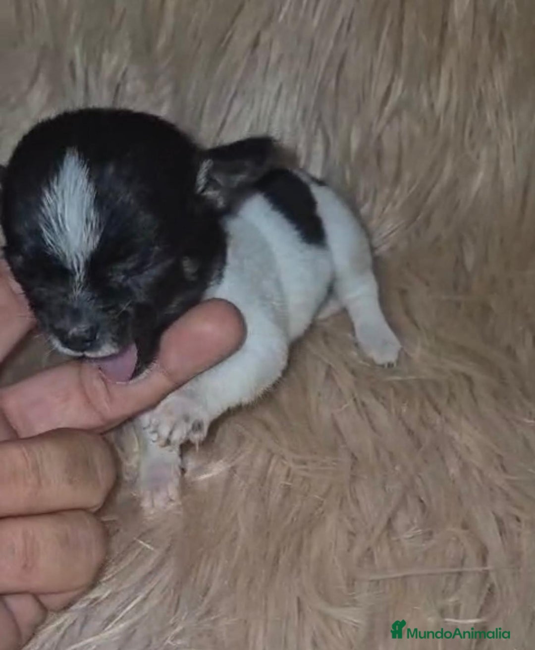 Chihuahua perros en venta: Chihuahua mini-toy ruso - Imagen 19