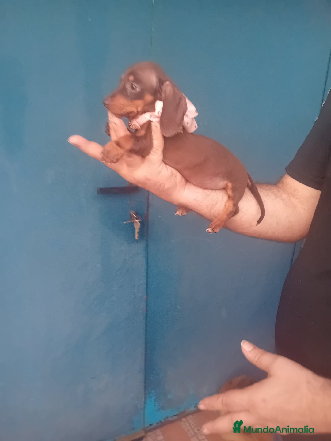 Teckel Miniatura perros en venta: ‼️‼️hembritas cachorras de teckel  kaninchen  - Anuncio 2
