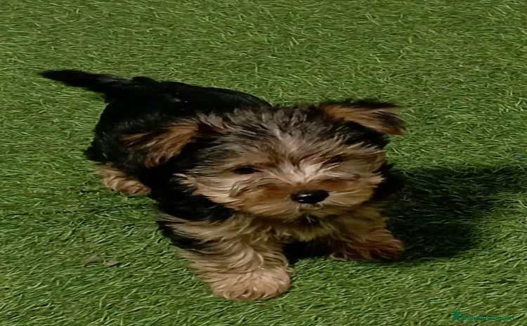 Yorkshire Terrier perros - Propaganda 5