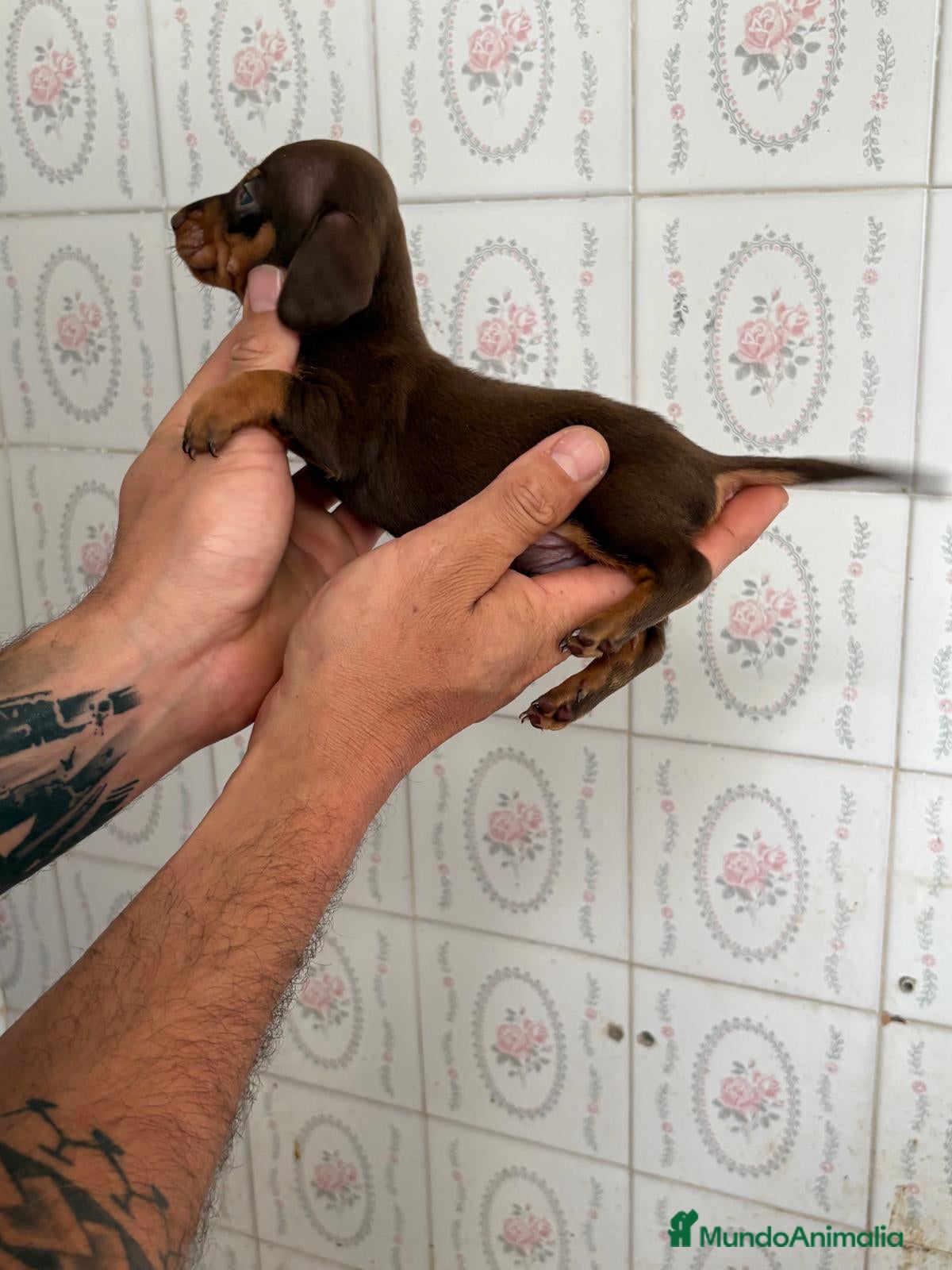Teckel Miniatura perros Teckel Miniatura - Anuncio 3